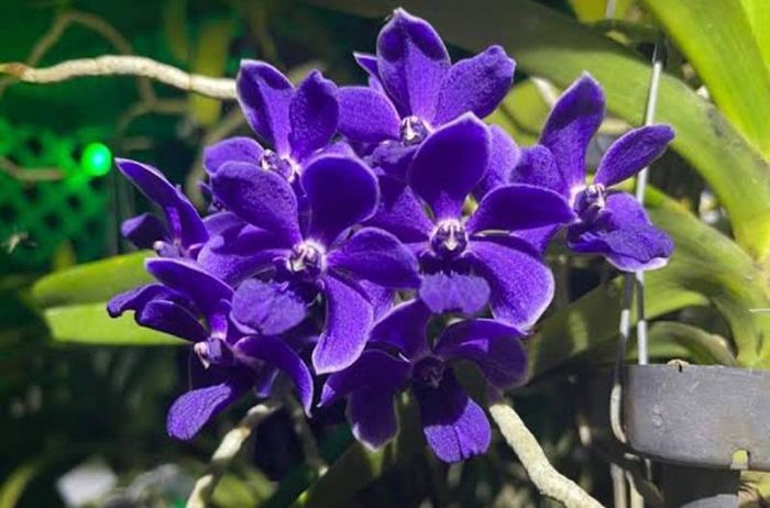 Vanda Thailand x Rhynchostylis gigantea 'Midnight Indigo'