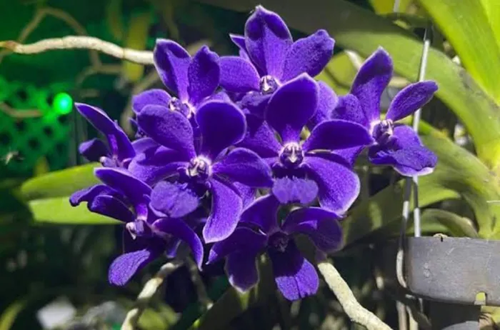 Vanda Thailand x Rhynchostylis gigantea 'Midnight Indigo'