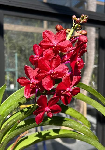 Vandachostylis Roll on Red