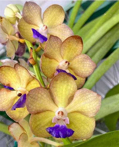 Vandachostylis Pon Washinton No.713