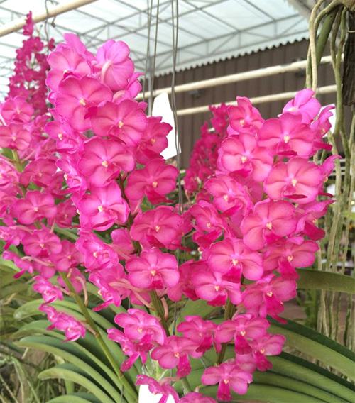 Vandachostylis Siripat Pink