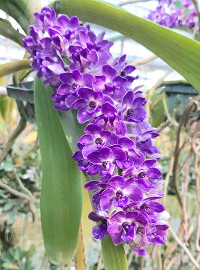 Rhynchostylis gigantea coerulea 'Azure Sky'