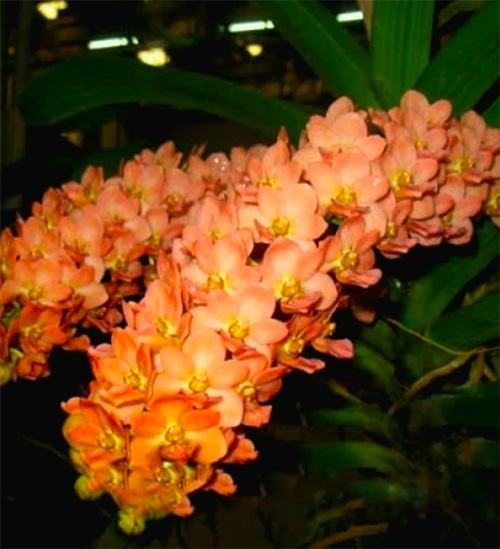 Rhynchostylis gigantea 'Super Tangerine'