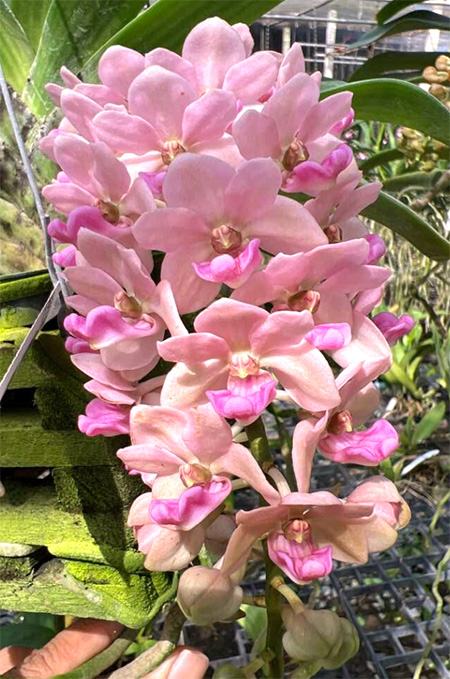 Rhynchostylis gigantea 'Rose Pink'