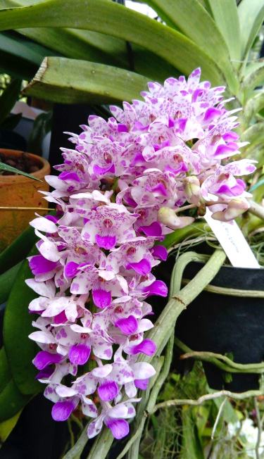 Rhynchostylis Chorchalood