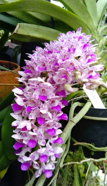Rhynchostylis Chorchalood