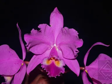 Cattleya warneri escura ('Belezinha' x 'Redonda')