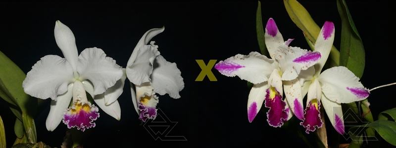 Cattleya warneri semi-alba x mossiae semi-alba splash