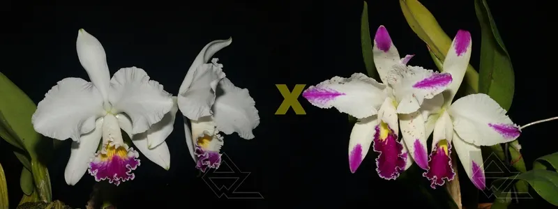 Cattleya warneri semi-alba x mossiae semi-alba splash