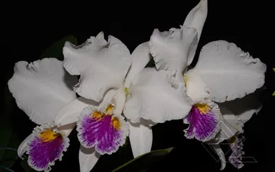 Cattleya mossiae semi-alba x self