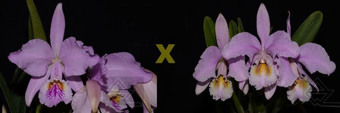 Cattleya mossiae (tipo x concolor)