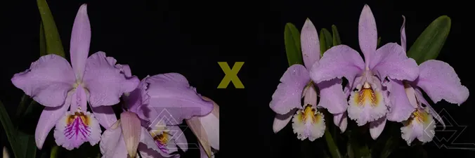 Cattleya mossiae (tipo x concolor)