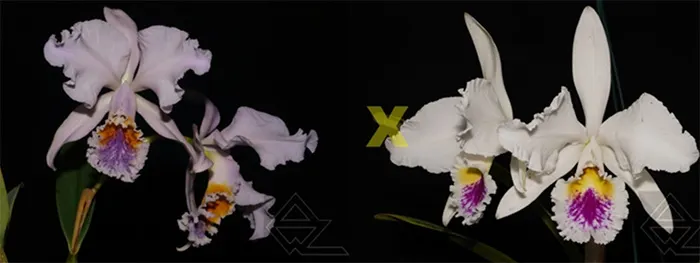 Cattleya mossiae (coerulea Z-440 x semi-alba 'Aniel')