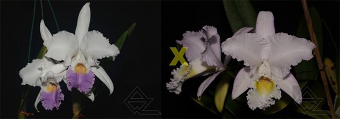 Cattleya mendelli (coerulea 'Blue Ocean' x concolor 'Bucaramanga')