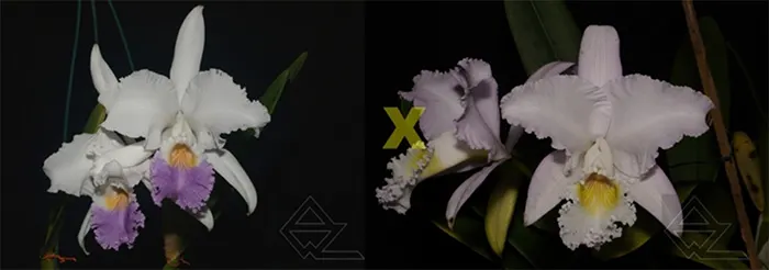 Cattleya mendelli (coerulea 'Blue Ocean' x concolor 'Bucaramanga')