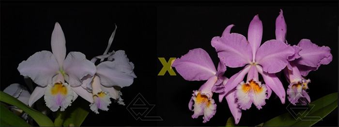 Cattleya labiata (amesiana 'Marcia Regina' x concolor)