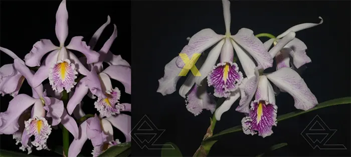Cattleya maxima (suave venosa 'Magnifica' x semi-alba 'La Pedrena')