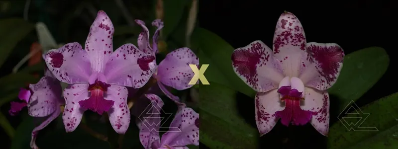 Cattleya amethystoglossa flamea ('Juparana' x 'Fenix')
