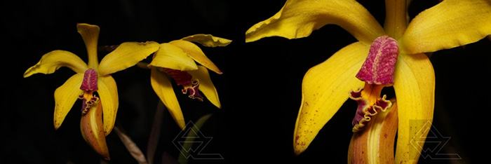 Laelia conceiconensis x Cattleya schilleriana