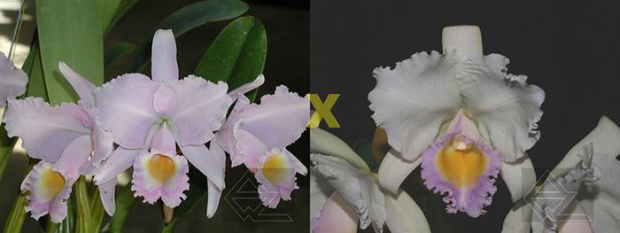 Cattleya trianae concolor (select x 'Aurora')