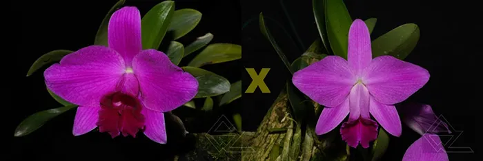 Laelia pumila ('Rubi' x tipo selecao)