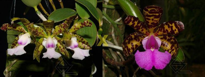 Cattleya aclandiae (albina maculata 'AWZ' x tipo 'Marcelo Miranda')