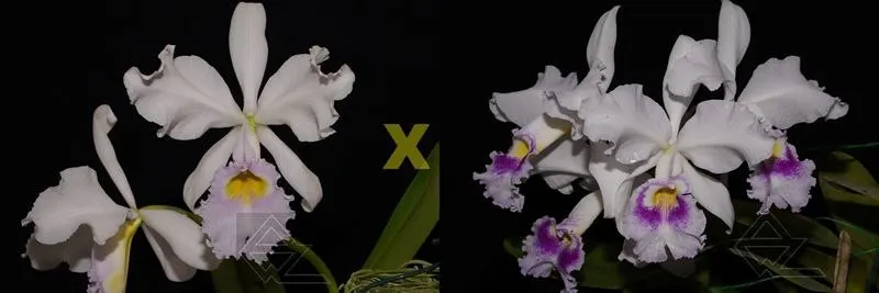 Cattleya warscewiczii (suave 'Entardecer' x semi-alba 'Canas Gordas')