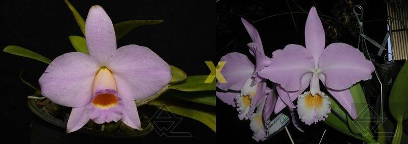 Laeliocattleya Ericoi (Laelia praestans concolor x Cattleya warneri concolor 'Sao Gabriel')