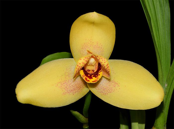 Lycaste Gualaceo Sunrise