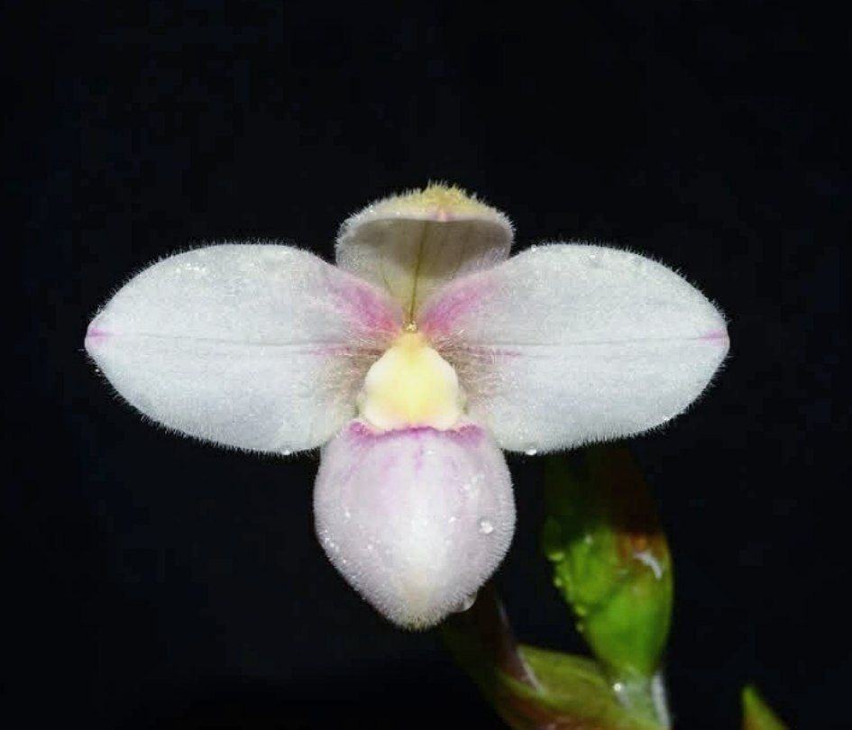 Phragmipedium anguloi