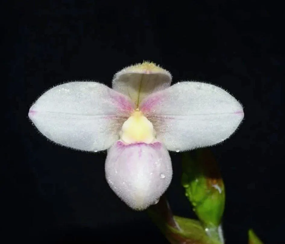 Phragmipedium anguloi