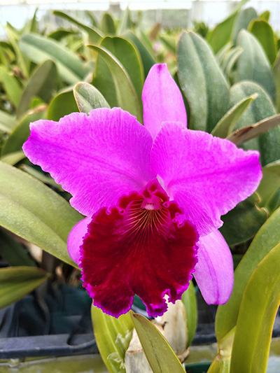 Cattleya labiata rubra ' NW'