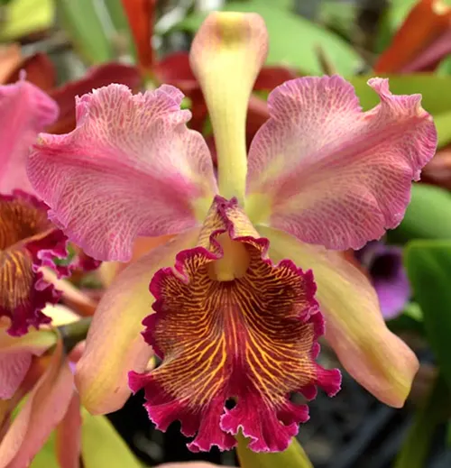 Cattleya dowiana fma rosita 'Kilauea Flame' x self