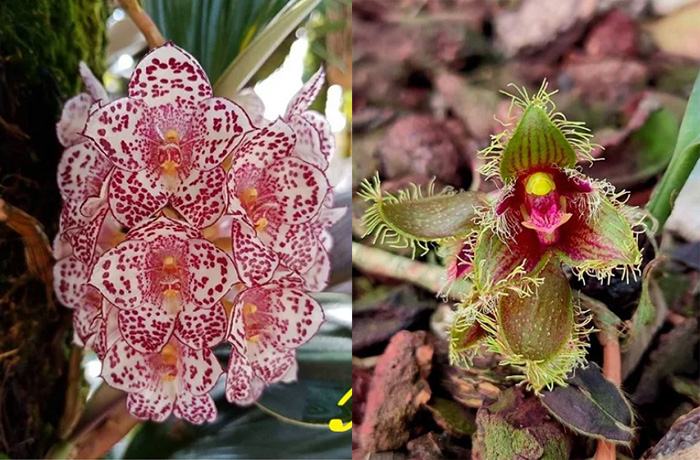Bulbophyllum kubahense x dayanum