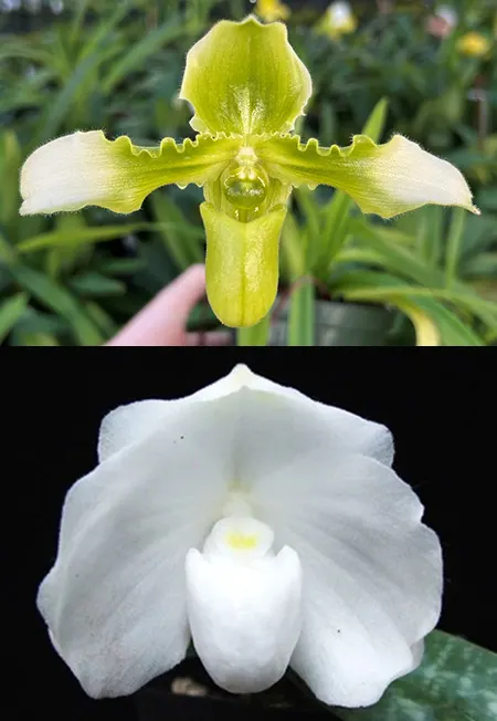 Paphiopedilum hirsutissimum x godefroyae alba