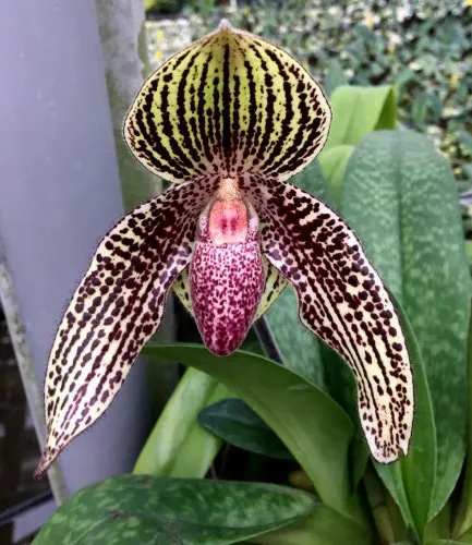 Paphiopedilum Lady Rothschild x godefroyae