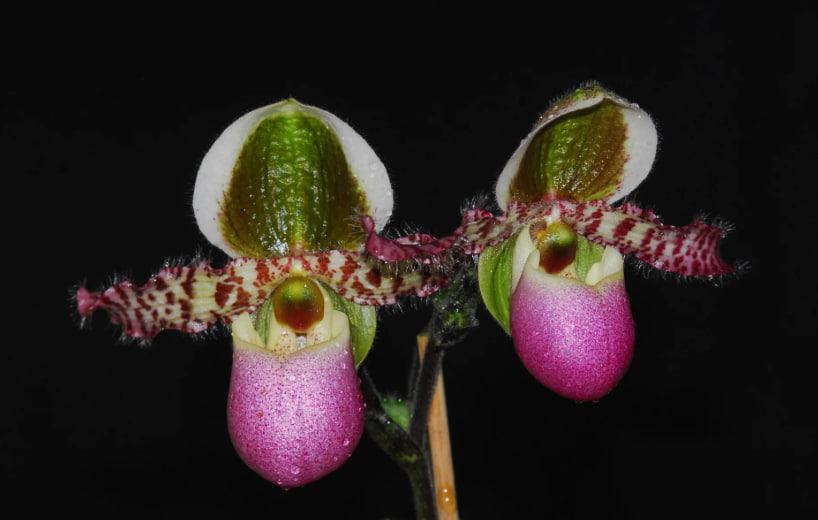 Paphiopedilum liemianum