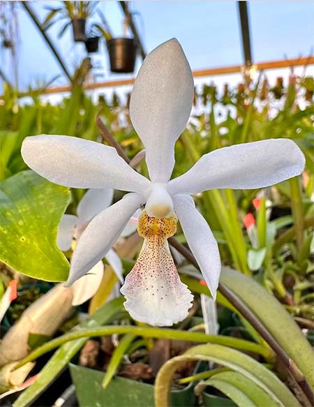 Holcoglossum subulifolium x Phalaenopsis stuartiana