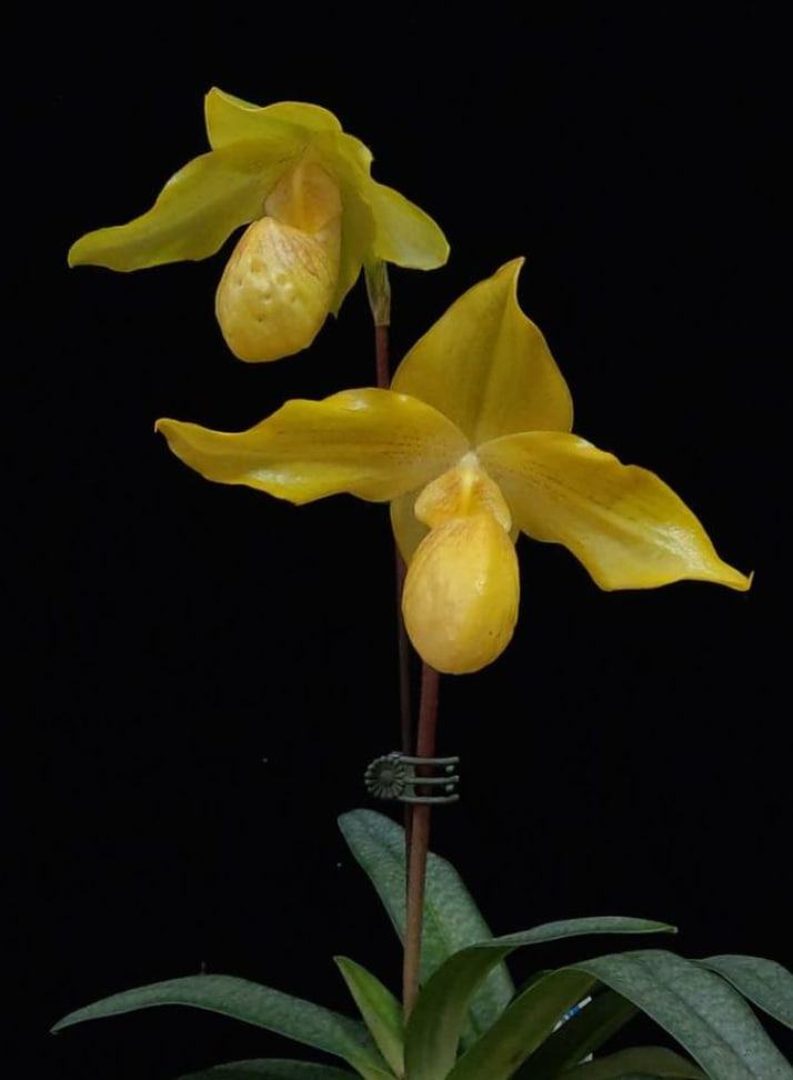 Paphiopedilum Lady Isabel x armeniacum