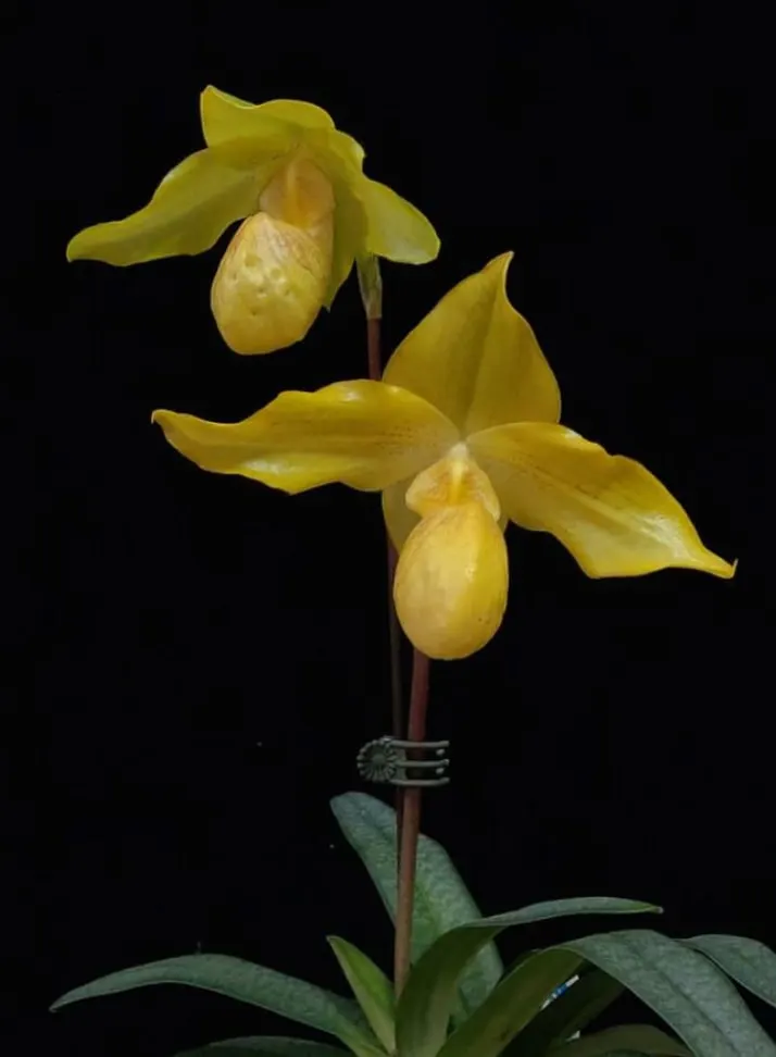 Paphiopedilum Lady Isabel x armeniacum