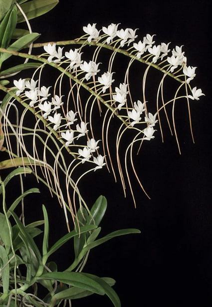 Aerangis cryptodon