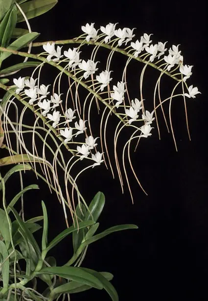 Aerangis cryptodon