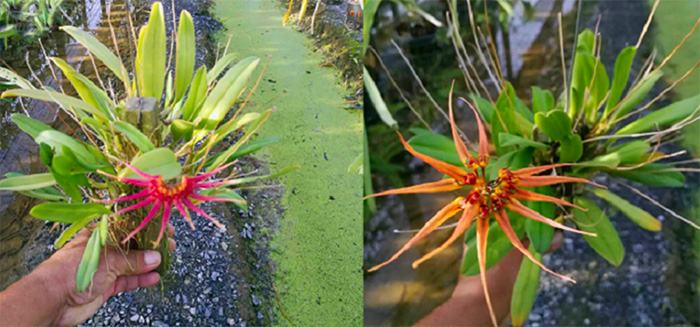 Bulbophyllum hirundinis x curtisii
