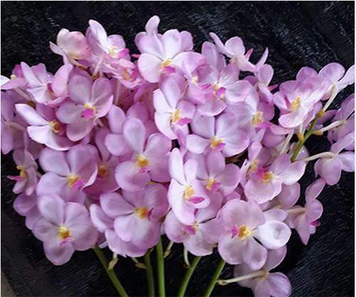 Ascocenda Pink '#486'