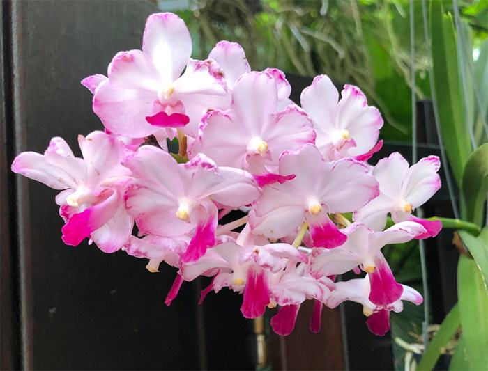 Vandachostylis Janice Allison