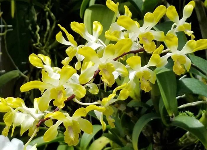 Dendrobium POF '#58' Yellow Fragrant