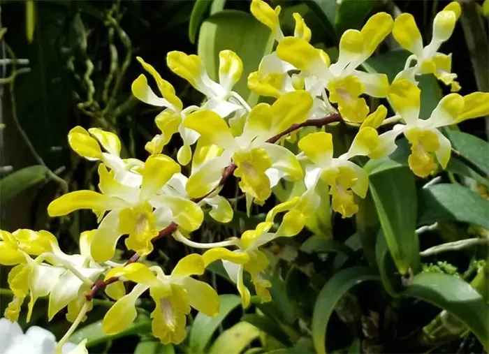 Dendrobium POF '#58' Yellow Fragrant