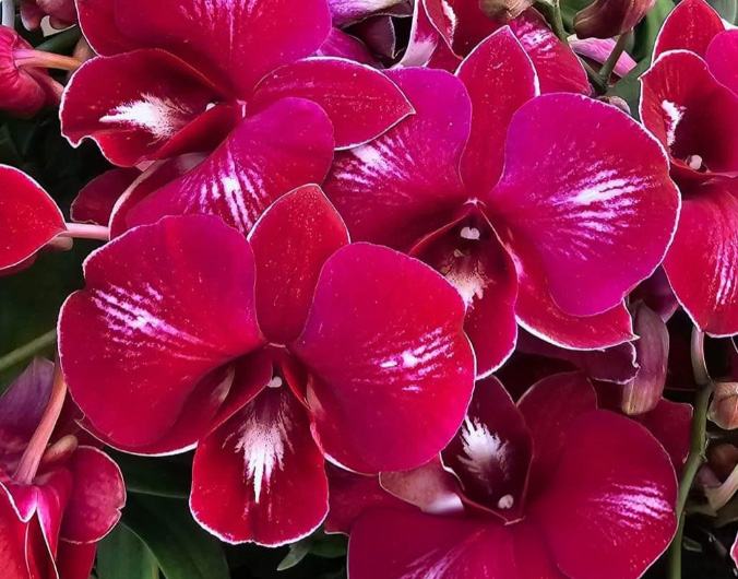 Dendrobium Thipawan Red