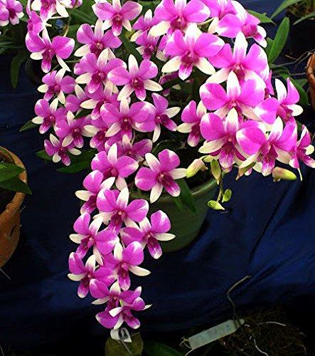 Dendrobium Micky Pinky