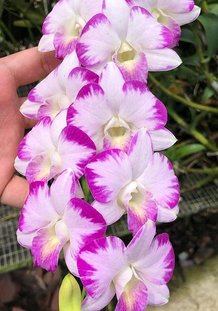 Dendrobium Splash Mutation